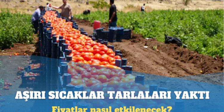 Aşırı sıcak tarlaları vurdu