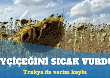 Trakya’da kuraklık ve aşırı sıcaklar ayçiçeği üretimini vurdu