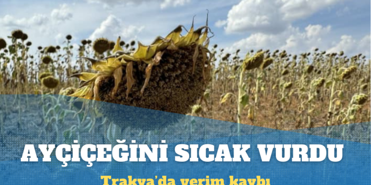 Trakya’da kuraklık ve aşırı sıcaklar ayçiçeği üretimini vurdu