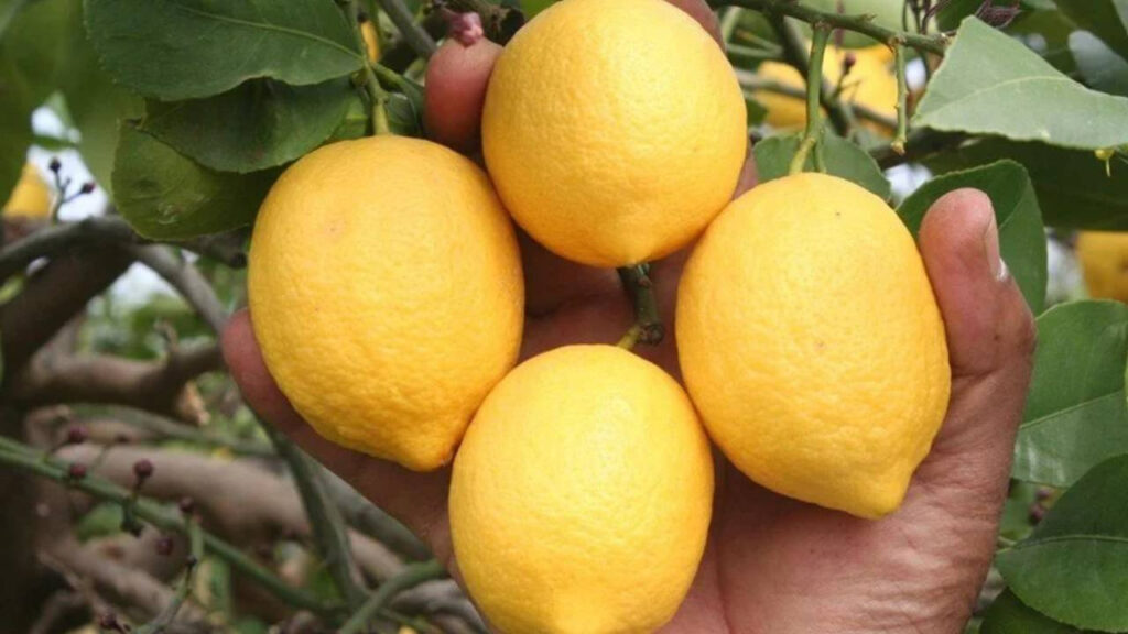 O ilde limon yüz ekşitti! Fiyatı iki katına çıktı