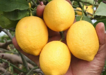 O ilde limon yüz ekşitti! Fiyatı iki katına çıktı
