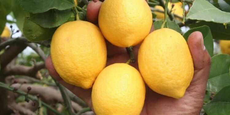 O ilde limon yüz ekşitti! Fiyatı iki katına çıktı