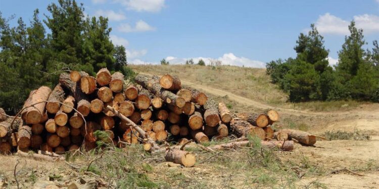 Orman Müdürlüğü çam ağaçlarını kesti