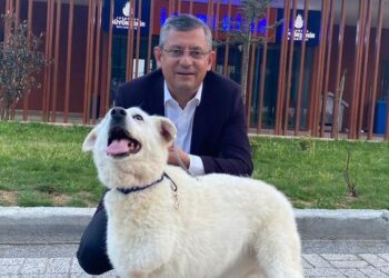 Özgür Özel’den sokak hayvanları teklifine ilişkin paylaşım: ‘Katliam yasasına hayır’