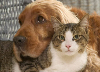 Sokak Hayvanlarını Hedefe Koymak İçin Bunu da Yaptılar!