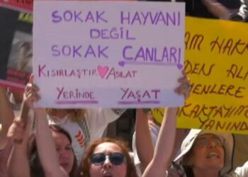 Sokak hayvanları yasa tasarısına karşı eylem devam ediyor: Yaşam nöbetimiz bitmeyecek