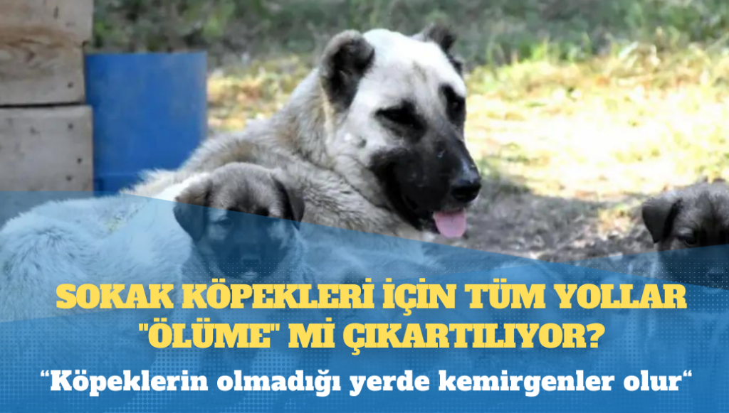 Sokak köpekleri için tüm yollar “ölüme” mi çıkartılıyor?