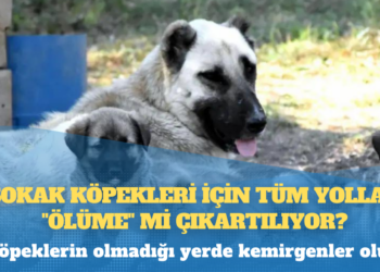 Sokak köpekleri için tüm yollar “ölüme” mi çıkartılıyor?