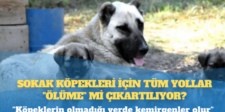 Sokak köpekleri için tüm yollar “ölüme” mi çıkartılıyor?