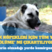 Sokak köpekleri için tüm yollar “ölüme” mi çıkartılıyor?
