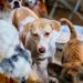 Sokak köpeklerinin toplanmasıyla ilgili önemli uyarı
