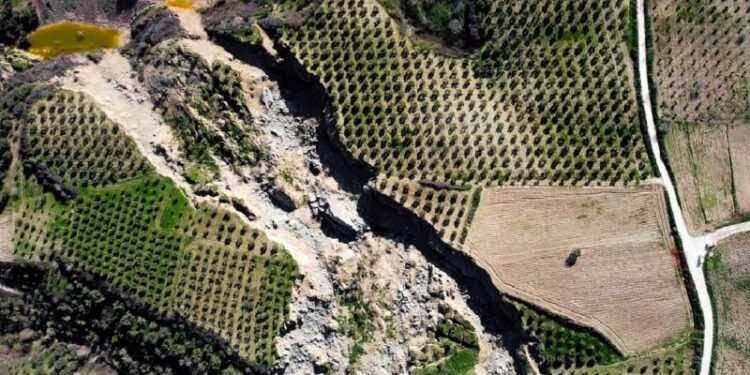 TOKİ’ye yol için mülk sahiplerinden habersiz zeytinlikleri kesildi: “Haber verecektik”