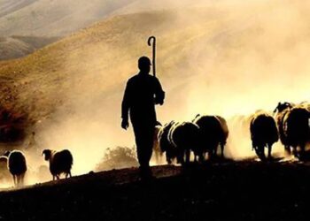 Türkiye "yabancı çoban" istihdamına hazırlanıyor: Hükümet, Afganistan ve Türk Cumhuriyetleri ile görüşmeler yapıyor