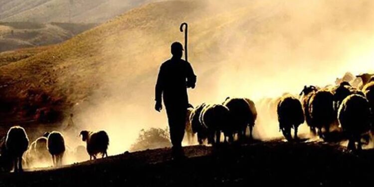 Türkiye "yabancı çoban" istihdamına hazırlanıyor: Hükümet, Afganistan ve Türk Cumhuriyetleri ile görüşmeler yapıyor