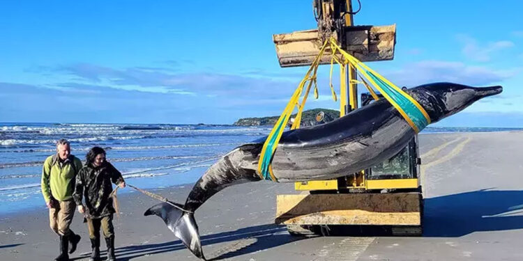 Yeni Zelanda'da nadir görülen balina karaya vurdu