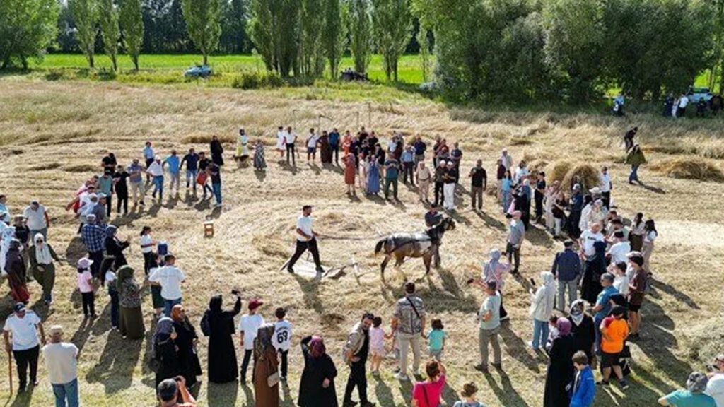 100 Yıllık Tarım Aletleriyle Hasat