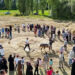 100 Yıllık Tarım Aletleriyle Hasat