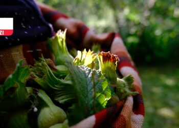 Pontos’un fındığı geçim sağlamıyor