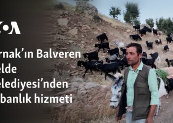 Şırnak’ın Balveren Belde Belediyesi’nden çobanlık hizmeti