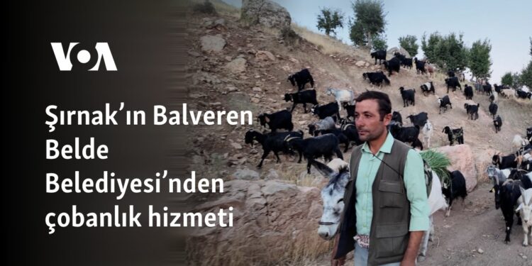 Şırnak’ın Balveren Belde Belediyesi’nden çobanlık hizmeti