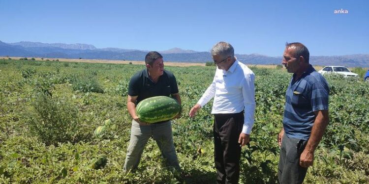 50 dönümlük tarlamdan 1 tane karpuz satamadım!