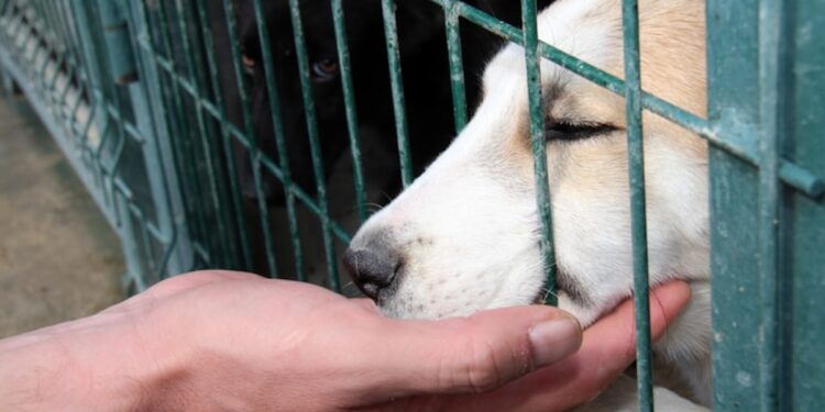 66 barodan ortak açıklama: Katliam yasası anayasaya aykırı