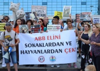 Mansur Yavaş’a tepki: Hayvan katillerinin başkanı mısınız?
