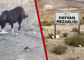 Niğde’de 7 ayda köpek sayısı 800’den 30’a düştü