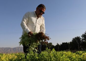 Kriz yer fıstığı yetiştiriciliğini de vurdu