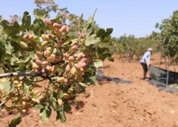 Fıstığın maliyeti arttı, fiyatı düştü