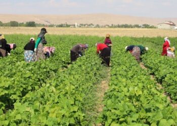 Tarım işçisi kadınlar emeklerinin karşılığını alamıyor
