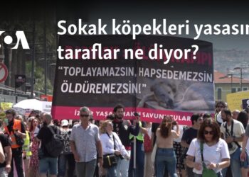 Sokak köpekleri yasasına taraflar ne diyor?