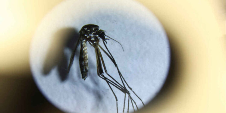 ABD'de sivrisinekten virüs kapan bir kişi öldü