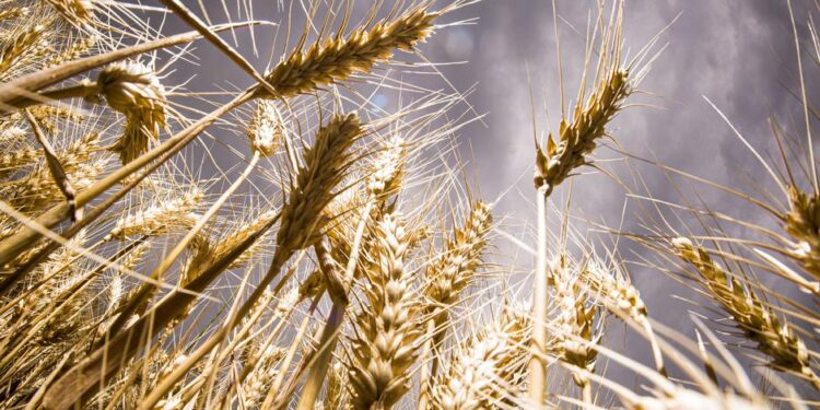 Almanya'da 2024 Hasat Raporu: İklim değişikliği rekolteyi düşürdü