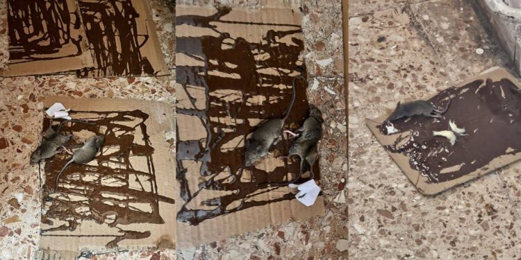 Ankara Adliyesi’ni fareler bastı