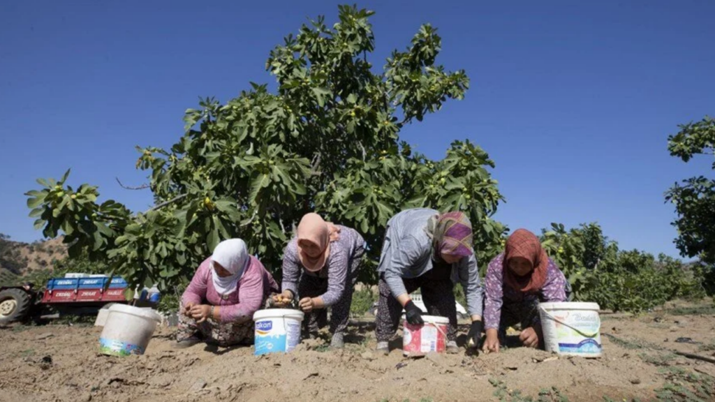 Aşırı sıcaklar hasadı öne çekti