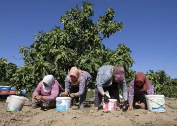 Aşırı sıcaklar hasadı öne çekti