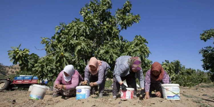 Aşırı sıcaklar hasadı öne çekti