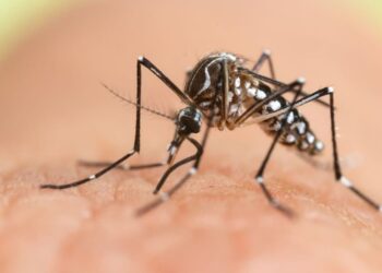 Asya kaplan sivrisineği İstanbul'da yayılıyor: 'Alerjik reaksiyona yol açabilir'