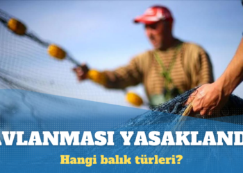 Bazı balık türlerinin avlanması yasaklandı