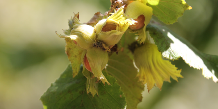 Bolu'da Fındık Hasadı Başladı