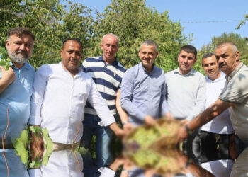 Bu Sene Bolca Yetişti, Çiftçiler Hasada Yetişemiyor