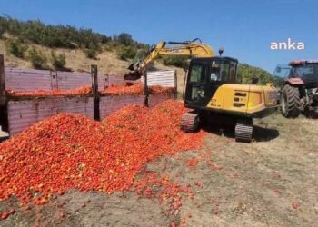 Bursa Karacabey'de ürünü elinde kalan çiftçi, 30 ton domatesi kepçeyle yere döktü