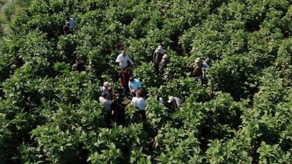 Çarşamba'da Hasadı Başladı! Rekor Verim Bekleniyor