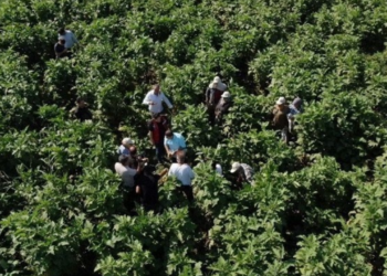 Çarşamba'da Hasadı Başladı! Rekor Verim Bekleniyor