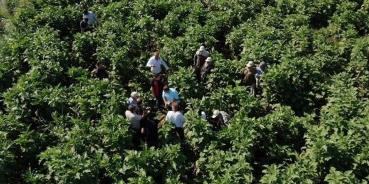 Çarşamba'da Hasadı Başladı! Rekor Verim Bekleniyor