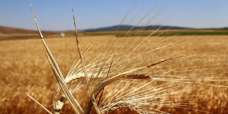 Çiftçiye ödenecek "bitkisel üretim destekleri" belli oldu