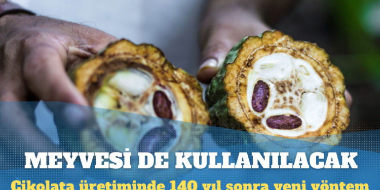 Çikolata üretiminde 140 yıl sonra yeni yöntem: Meyvesi de kullanılacak