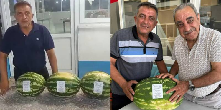 Denizli’de para etmeyen karpuz, düğün davetiyesi oldu; tam 6 ton dağıttı