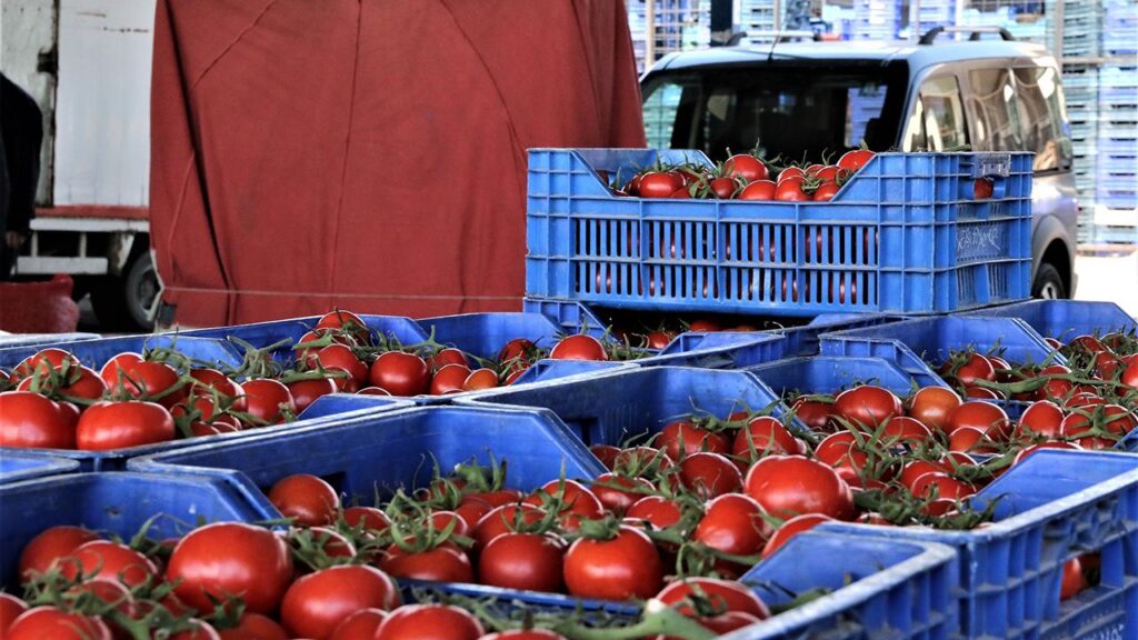 Domatesi çöpe döken işletmeciye rekor ceza